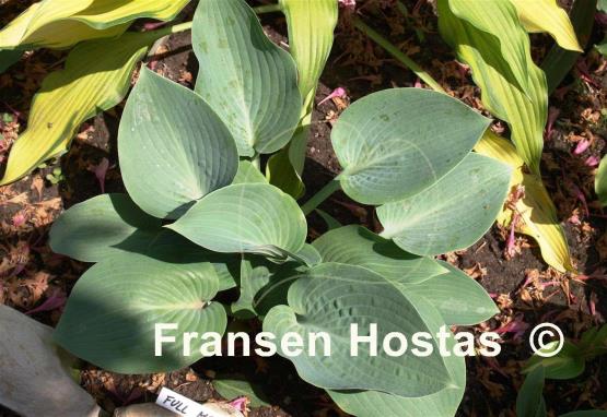 Hosta Full Moon